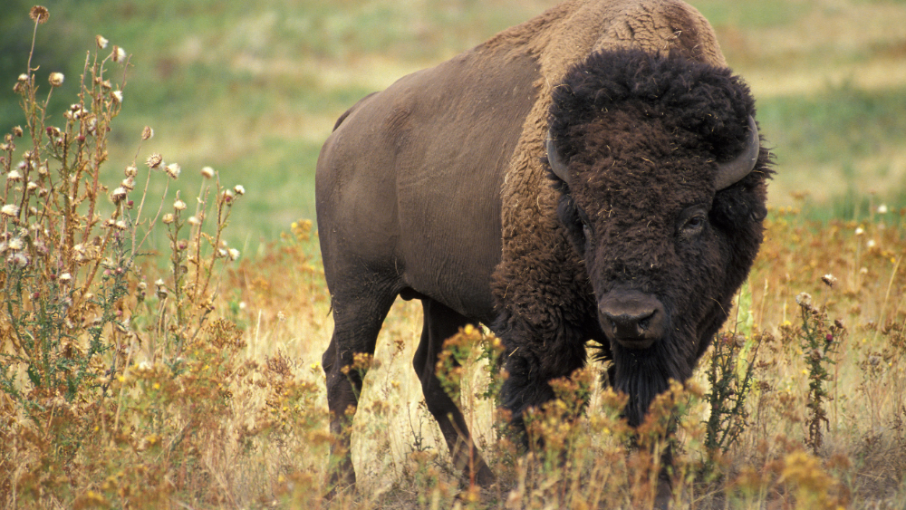 American bison